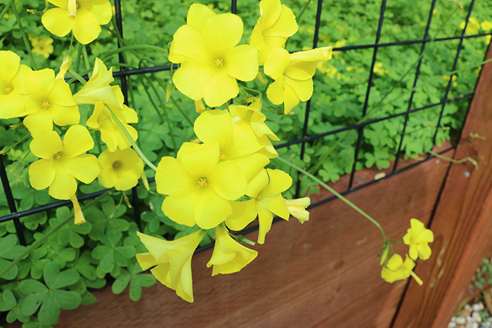 Flowers at my mother's house