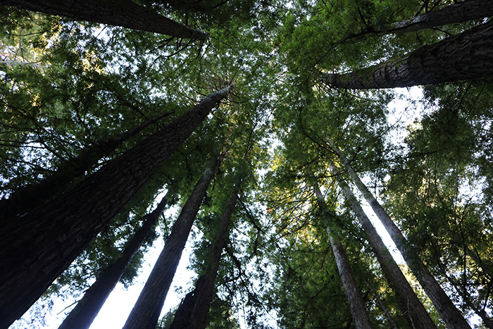 Scenic image used on the contact page for 45th Ave Design