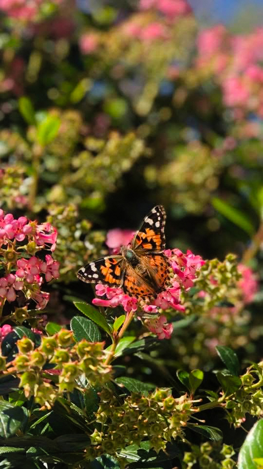 A butterfly on a flower
