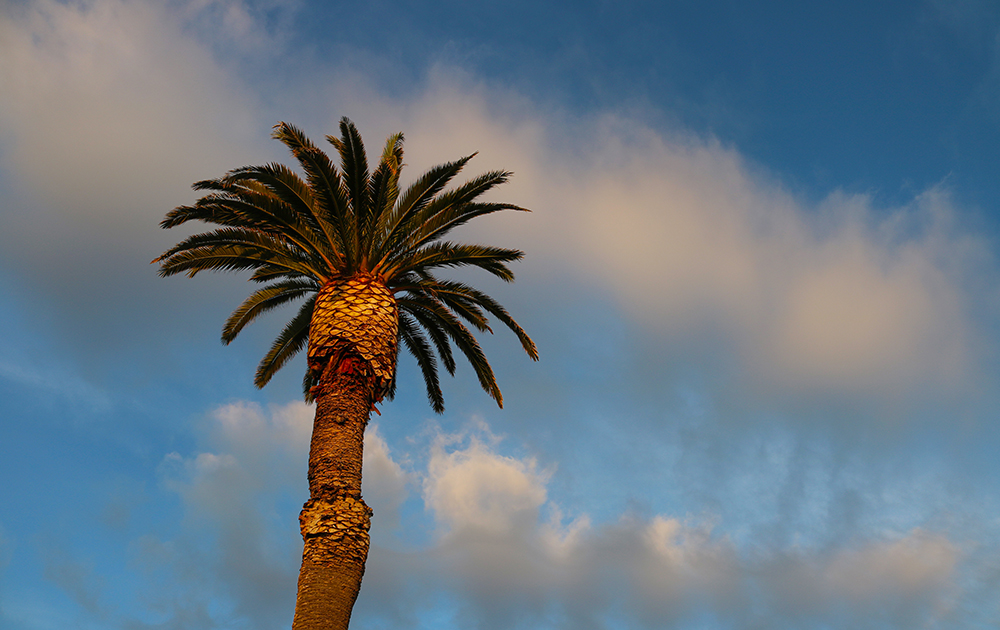 Palm tree at Rio Del Mar Beach in Aptos, California, Santa Cruz County