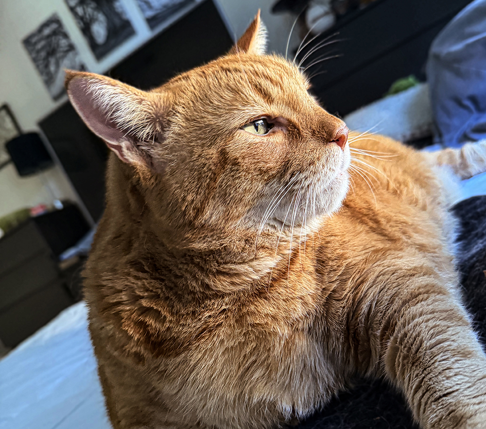 My cat Opie laying in bed