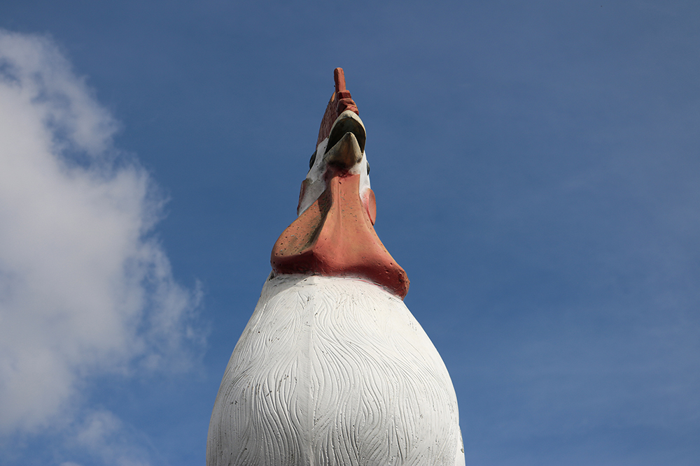 Giant chicken statue at Aromas Feed in Aromas, California, Monterey County